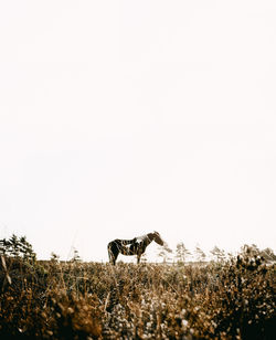 Low angle view of goats on field against clear sky