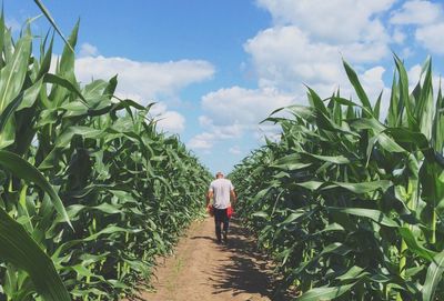 Trees growing in park