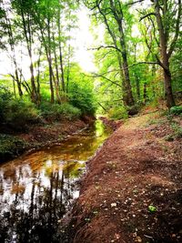 Stream flowing amidst trees in forest