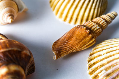 Close-up of snail on table