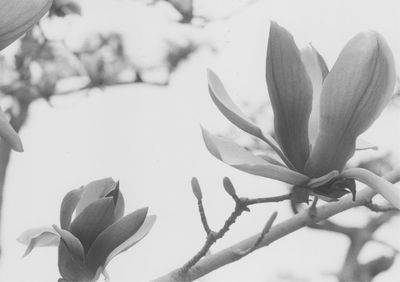 Close-up of flower