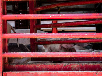 Close-up of pigs in pen