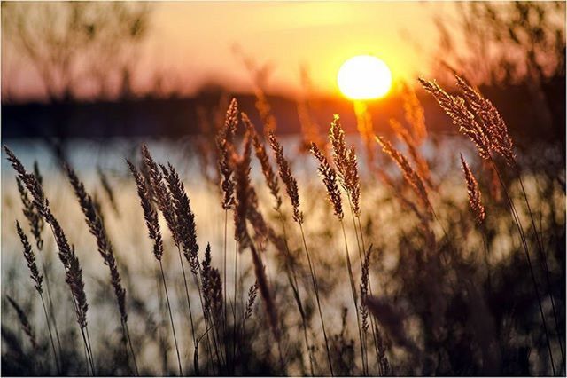 sunset, sun, growth, plant, focus on foreground, nature, beauty in nature, tranquility, close-up, tranquil scene, sky, scenics, field, sunlight, stem, selective focus, grass, orange color, growing, outdoors