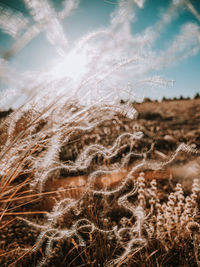 Close-up of dry plants on land against sky