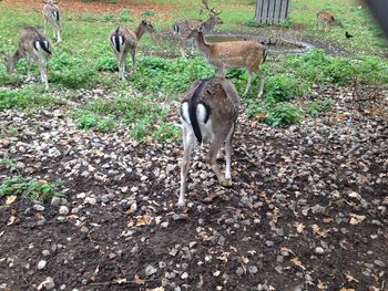 Deer standing in a forest