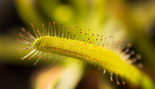 Macro shot of green plant