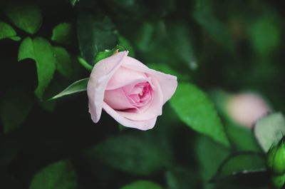 Close-up of pink rose