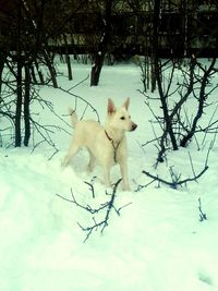 Dog sitting on snow field against trees during winter