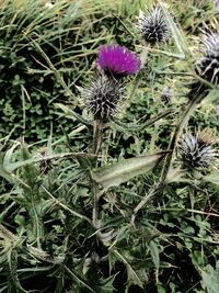 Close-up of plant