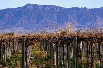 Plants growing on mountain against sky