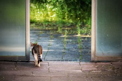 Cat standing on footpath