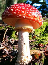 Close-up of fly agaric mushroom