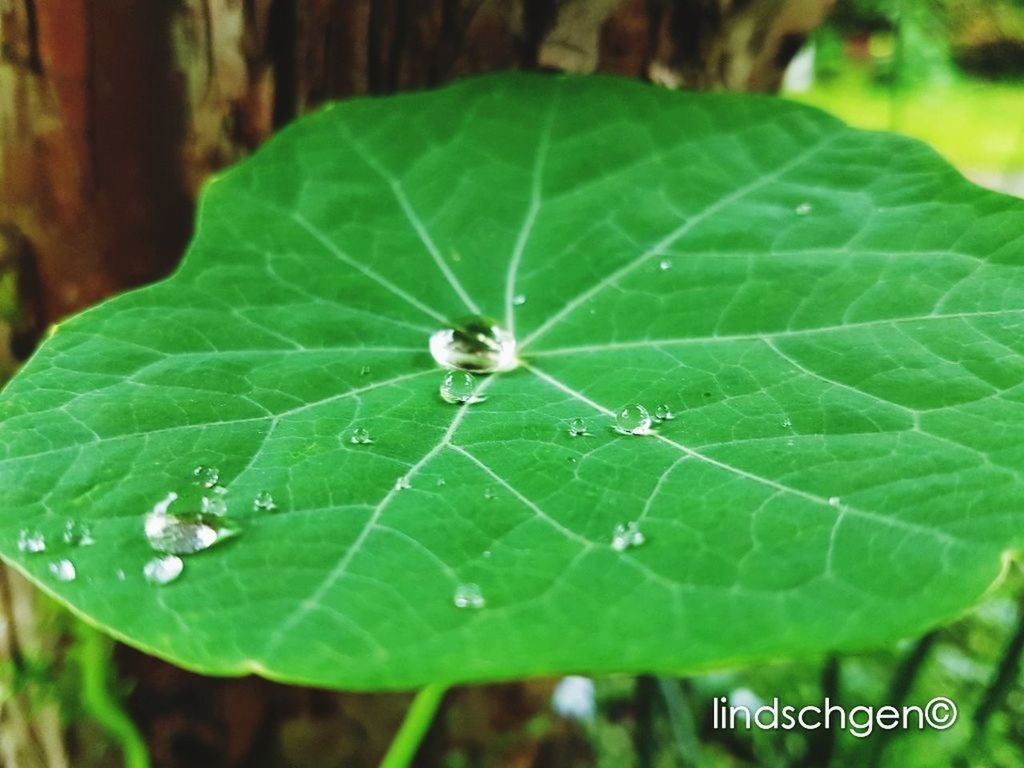 leaf, one animal, insect, animal themes, animals in the wild, green color, close-up, nature, focus on foreground, spider, day, outdoors, no people, animal wildlife, growth, plant, fragility, beauty in nature, freshness