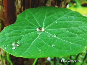 leaf