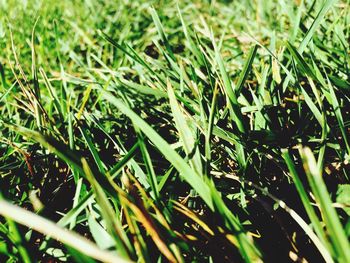 Close-up of grass growing on field