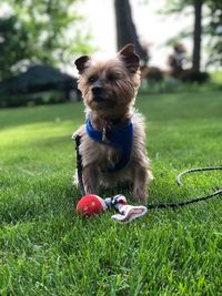 Dog playing with ball on field