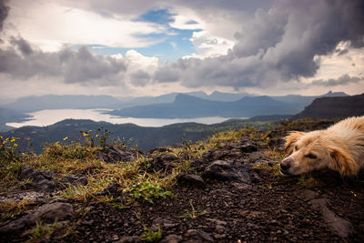 View of dog on land against sky