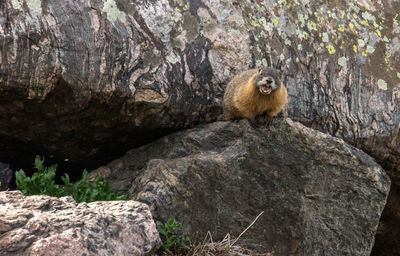 Squirrel sitting on rock