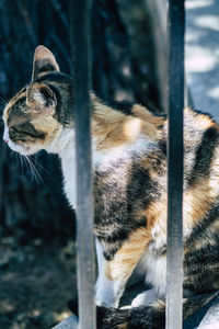 Close-up of cat looking through fence