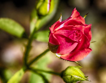 Close-up of red flower blooming outdoors