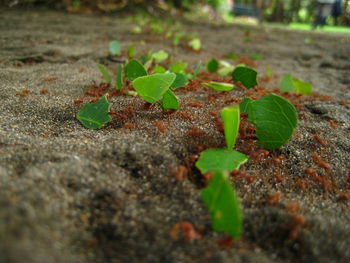 Close-up of young plant growing outdoors