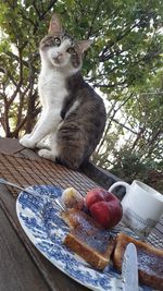 Cat on a table