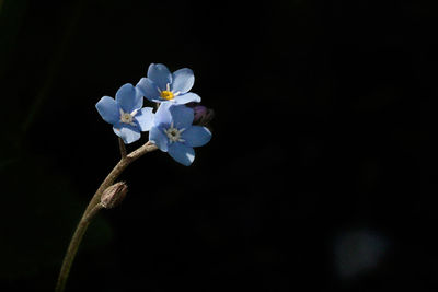 Close-up of white flowers against black background