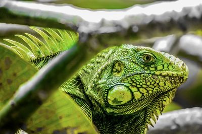 Close-up of green lizard. iguana portrait 