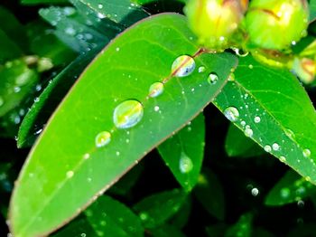 Close-up of wet plant leaves during rainy season