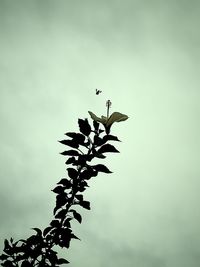 Low angle view of silhouette bird flying against sky