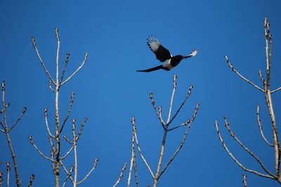 Low angle view of birds flying elster 