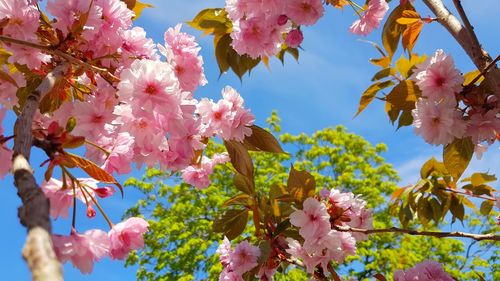Low angle view of pink flowering tree