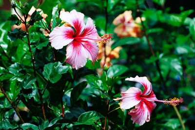 Close-up of pink flowering plant