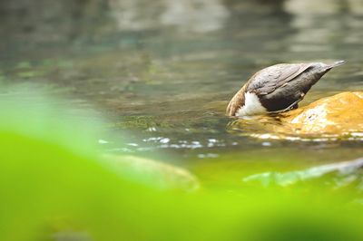 Close-up of bird in water