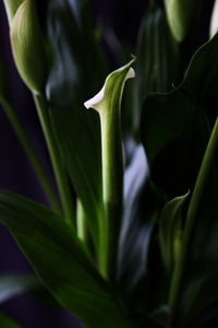 Close-up of plant