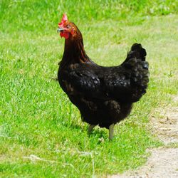 View of a bird on field