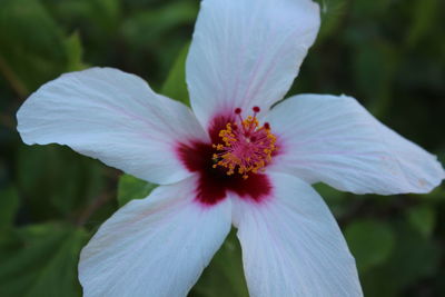 Close-up of white flower