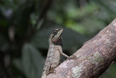 Close-up of lizard on tree