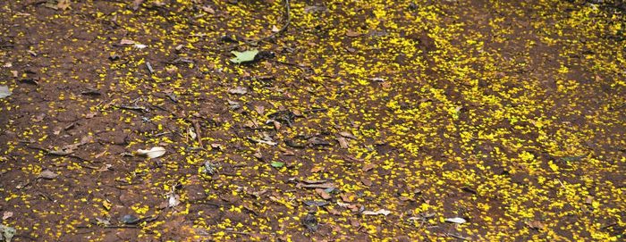 Full frame shot of yellow flowers