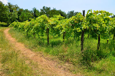 Pathway at vineyard