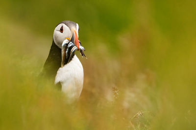 A puffin bird caches a prey