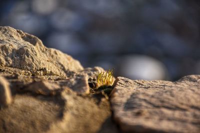 Close-up of insect on rock