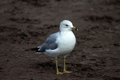 Seagull perching on a land