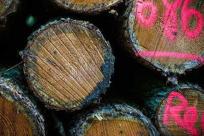 Fresh cut logs in a shady forest marked with pink spray paint. 