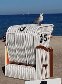 Seagull perching on beach