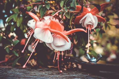 Close-up of fuchsia flowers with vintage photo effect 