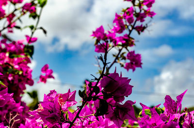 Close-up of pink flowering plant against sky