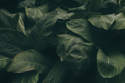 Full frame shot of plants