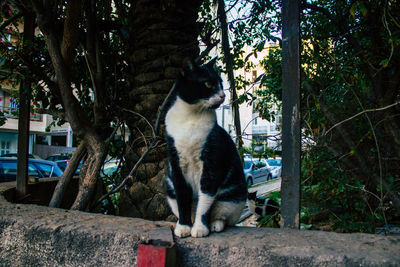 Cat sitting on retaining wall against trees