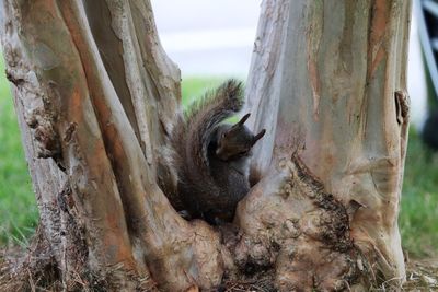 Monkey sitting on tree trunk